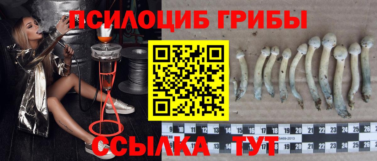 Псилоцибиновые грибы Cubensis Сосновоборск